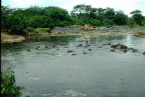 Al riparo dal caldo, Serengeti