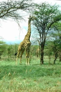 Giraffe del Serengeti