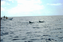 Nuotando con i delfini