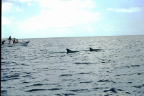 Nuotando con i delfini